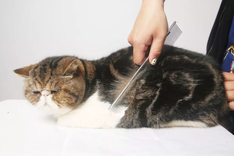 广东机器人战队摘金夺银